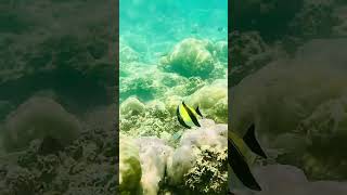 Following Moorish Idol Fish [upl. by Tol15]