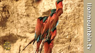 South Luangwas incredible Carmine BeeEaters nesting  BirdLife [upl. by Siegel]