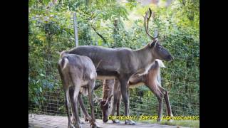 OPELZOO  Kronberg im Taunus  FotoShow  Olympus OMD EM10 II [upl. by Lleon77]