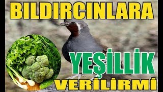 Bıldırcınlara Yeşillik Verilirmi [upl. by Yznyl170]