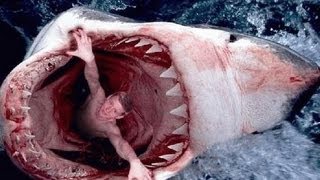 Les animaux de la mer en danger documentaire complet [upl. by Ecirtnahs]