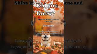 Shiba Inu Ailment cause and Prevention [upl. by Yrad]