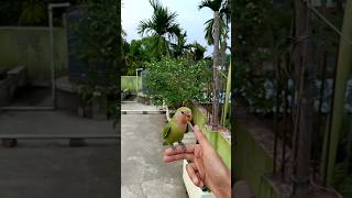 Daily vlogs birds shortvideo shortsfeed shotsvlogs lovebirds [upl. by Yentyrb]