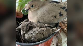 Mourning Doves  from eggs to flying away [upl. by Gardie492]