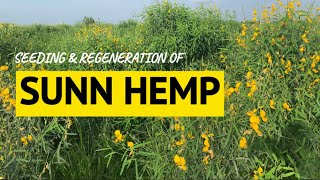 Seeding amp regeneration of Sunn Hemp [upl. by Mukul213]