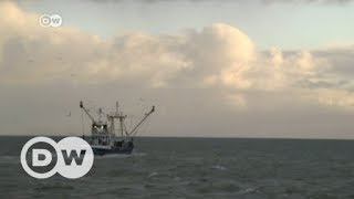 Brexit throws Europes fishing industry into troubled waters  DW English [upl. by Ongineb]