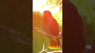 colourful parrot lover  world most popular bird is parrot  shorts youtubeshorts shortsfeed [upl. by Ensoll]