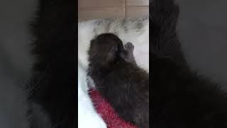 😍Newborn kitten from stray cat grows😍 cat catshorts [upl. by Saideman]