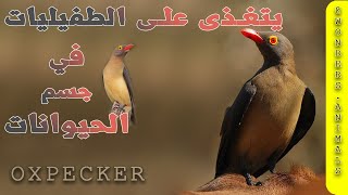 طائر الاوكسبيكر آكل الطفيليات bird oxpecker [upl. by Sibell]