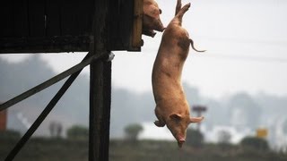 Training für Schweine Fit durch Turmspringen  DER SPIEGEL [upl. by Hoyt832]