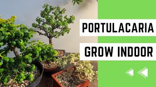 How to Grow Portulacaria Afra Indoors The Easy Method [upl. by Lord]