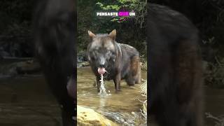 Lobo Gris Captado en Cámara animales [upl. by Sotsirhc650]