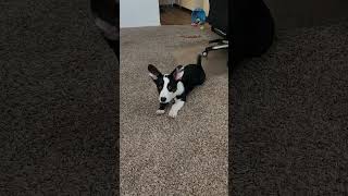 Getting those tricks down nicely Alivia the Cardigan Corgi [upl. by Laleb541]