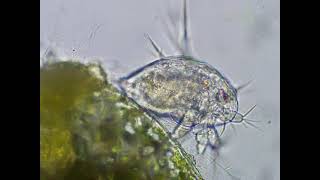 Nauplius larva of Cyclops [upl. by Akcir]