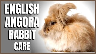 English Angora Rabbit Care [upl. by Bowyer]