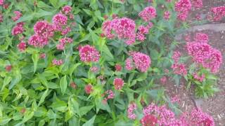 Jupiters Beard Red Valerian [upl. by Vershen329]