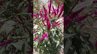 Celosia argentea Plumed cockscomb  plantplants feathers herbe music [upl. by Ishii]