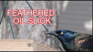 The Iridescent Common Grackle NARRATED [upl. by Chi]