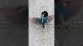 Kingfisher nest and feeding in Tokyo 都会カワセミの巣穴と餌やり shorts birds [upl. by Narag]