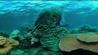 Take a Virtual Dive at Palmyra Atoll National Wildlife Refuge [upl. by Eldorado]