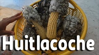 Sofrito de huitlacoche [upl. by Rebe]