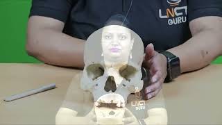 Dr Neha Rai Practical Video Osteology Skull [upl. by Madanhoj]