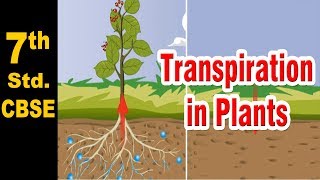 SPM BIOLOGY FORM 5 CHAPTER 2 23 MAIN ORGAN OF TRANSPIRATION KSSM [upl. by Quartus]