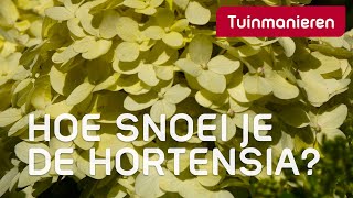 Hortensia snoeien op drie manieren  Tuinmanieren [upl. by Ronny]