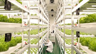 farming is science process of growing fresh vegetables by Korean scientists [upl. by Ttegirb]