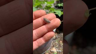 Woodlice woodlouse nature 2024 garden bugs [upl. by Sert]