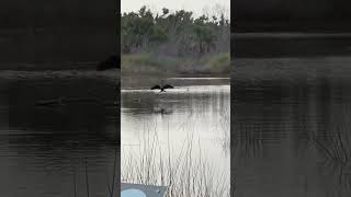 Anhinga Bird Drying Wings On Sanibel wildlife [upl. by Aspia456]