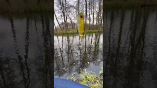 Trout fishing fishing fishingvideo рибалка youtube [upl. by Lledrac]