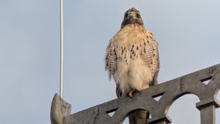 BZ 100124  Handsome W on Tjaden Early Morning [upl. by Carl612]