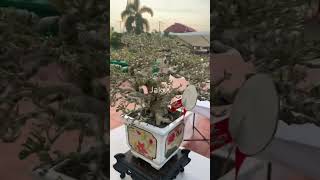 Best in semicascade Hibiscus Best “OYAYI” Bonsai Show 2024 [upl. by Nnaitak131]