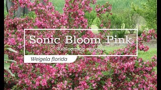 30 Seconds with Sonic Bloom® Pink Reblooming Weigela [upl. by Reames]