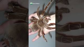 4 of the Most Terrifying Spiders on Earth [upl. by Cassaundra]