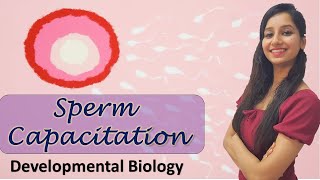 Capacitation of Sperm I Developmental Biology I Animal Reproduction [upl. by Aerda]