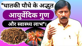 🌿 धातकी Woodfordia fruticosa के आयुर्वेदिक गुण और उपयोग  Ayurvedic Benefits amp Uses 🌿 [upl. by Anaib]