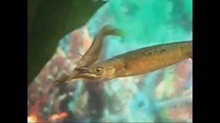 Wrestling Halfbeak Fish Fighting Surprise ending [upl. by Gonick]