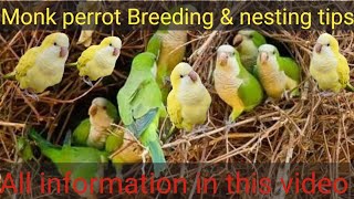 Monk Quakers parakeeta Monk perrot Breeding tips and nesting metirial [upl. by Ashjian9]