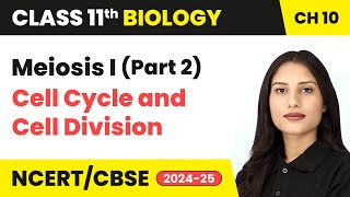 Meiosis I Part 2  Cell Cycle and Cell Division  Class 11 Biology Chapter 10  CBSE 202425 [upl. by Bondy992]