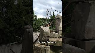 Funny Baboon 🙉 I Viral Funniest Animals I Original Video [upl. by Ysor]