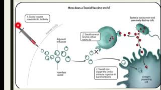 Toxoid Vaccinestypesofvaccinesdifferentmechanismexamplesoftoxoidvaccine [upl. by Yrtnej]