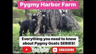 Everything you need to know about Pygmy Goats Episode 1 [upl. by Onimod790]