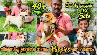 40 ൽ അധികം Dogs ഉള്ള ഒരു കിടിലൻ KennelTop Quality Puppies are for Sale  Beagle  Chihuahua [upl. by Des106]