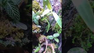 UPDATE MOSS IN TERRARIUM moss Terrarium vivarium paludarium [upl. by Kaz]