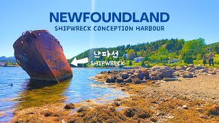 평화로운 작은 항구의 난파선 I 캐나다 뉴펀들랜드 I Shipwreck Conception Harbor NL Canada [upl. by Zonnya]