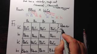 Dihybrid Crosses using a Punnett Square [upl. by Akzseinga868]