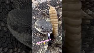 Can Rattlesnakes hear their own tail rattling 🤔 What do you think [upl. by Yras351]