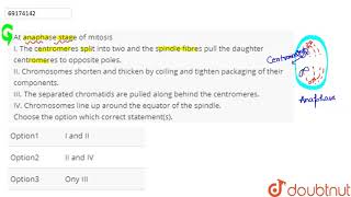 At anaphase stage of mitosis I The centromeres split into two and the spindle fibres [upl. by Houston]